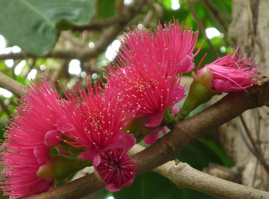 Quả gì lạ lạ đỏ như son ăn kèm muối ớt thì ngon tuyệt vời, nhưng hoa của nó mới khiến mọi người trầm trồ Quả gì lạ lạ đỏ như son ăn kèm muối ớt thì ngon tuyệt vời, nhưng hoa của nó mới khiến mọi người trầm trồ
