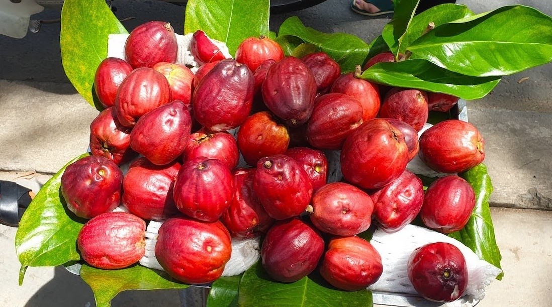 Quả gì lạ lạ đỏ như son ăn kèm muối ớt thì ngon tuyệt vời, nhưng hoa của nó mới khiến mọi người trầm trồ Quả gì lạ lạ đỏ như son ăn kèm muối ớt thì ngon tuyệt vời, nhưng hoa của nó mới khiến mọi người trầm trồ