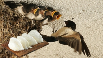 Tin cực vui cho người nuôi yến