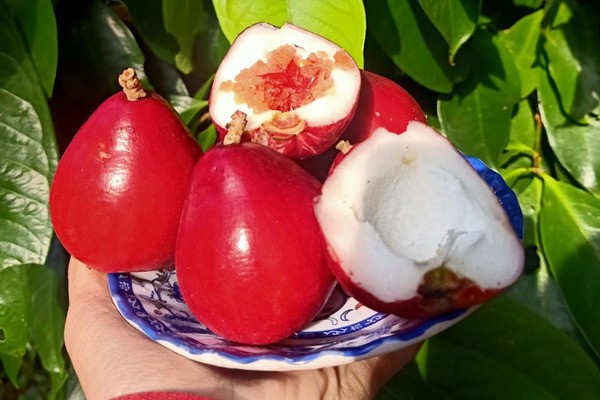 Quả gì lạ lạ đỏ như son ăn kèm muối ớt thì ngon tuyệt vời, nhưng hoa của nó mới khiến mọi người trầm trồ Quả gì lạ lạ đỏ như son ăn kèm muối ớt thì ngon tuyệt vời, nhưng hoa của nó mới khiến mọi người trầm trồ