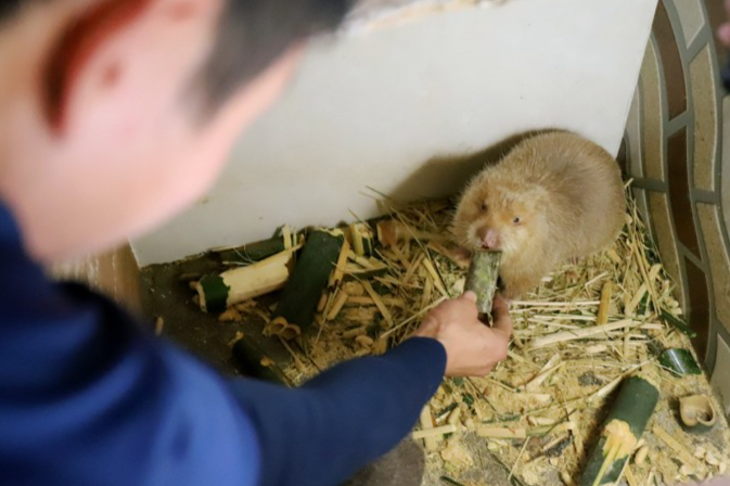 Anh Nhâm cho dúi ăn nứa