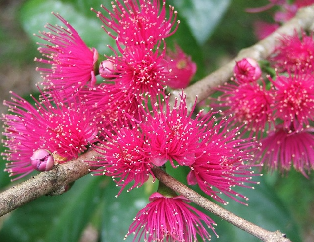 Quả gì lạ lạ đỏ như son ăn kèm muối ớt thì ngon tuyệt vời, nhưng hoa của nó mới khiến mọi người trầm trồ Quả gì lạ lạ đỏ như son ăn kèm muối ớt thì ngon tuyệt vời, nhưng hoa của nó mới khiến mọi người trầm trồ
