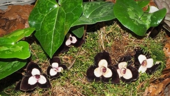 Loại cây mọc hoa đen xì, được ví như dược liệu quý trời ban