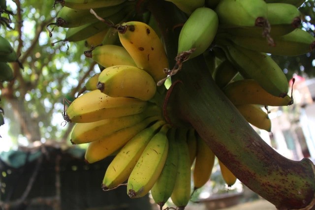 Chuối ngự mít quả nhỏ, thon, khi chín vỏ quả mỏng và có màu vàng đậm, thịt quả vàng hơi hồng, hương thơm ngát