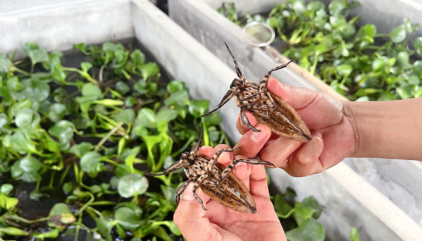 Cà cuống thương phẩm