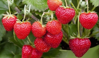 Bí quyết trồng dâu tây trong chậu thu trái đỏ rực quanh năm