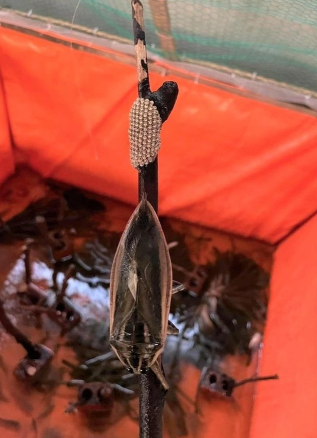 Trứng cà cuống giống như bọc trứng ốc bươu vàng nhưng có màu trắng ngà