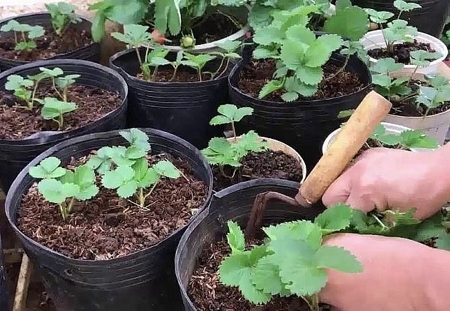 Gieo hạt vào chậu khoảng cách giữa các hạt đều nhau, có thể chia luống để cây có thể phát triển tốt hơn. 