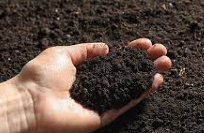 Đất trồng dâu tây trong chậu.