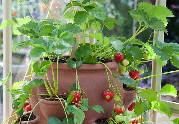 Dâu tây có rất nhiều giống khác nhau như Mỹ, Nhật, Úc, New Zealand. 