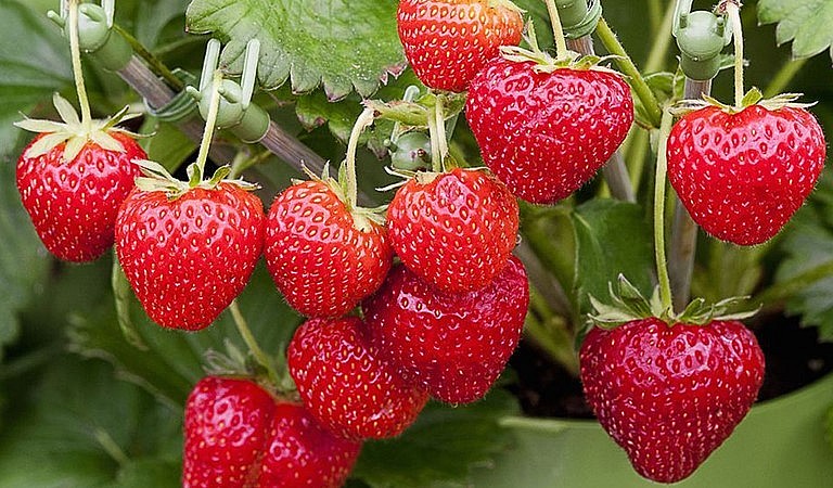 Cách trồng dâu tây trong chậu xem ra lại đơn giản hơn rất nhiều cho những người không có kinh nghiệm.