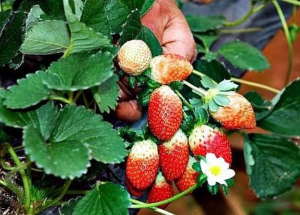 Khi quả dâu tây chuyển sang màu đỏ sẫm là lúc đã có thể thu hoạch. 