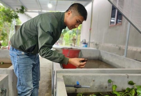 Nuôi loài côn trùng “ngày dưới nước, tối lên cạn, thơm như quế”, ngồi chơi xơi nước cũng “rủng rỉnh tiền”’