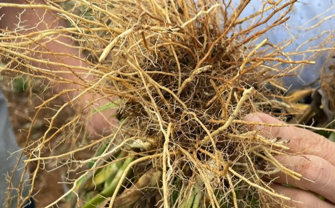 Quả, thân, lá, rễ cây rẻ quạt đều được dùng làm thuốc Quả, thân, lá, rễ cây rẻ quạt đều được dùng làm thuốc