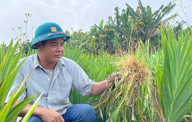 Sắp tới anh Lợi sẽ mở rộng diện tích cây rẻ quạt Sắp tới anh Lợi sẽ mở rộng diện tích cây rẻ quạt