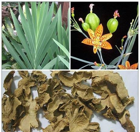 Sau khi được thu hoạch, cây rẻ quạt sẽ được phơi khô Sau khi được thu hoạch, cây rẻ quạt sẽ được phơi khô