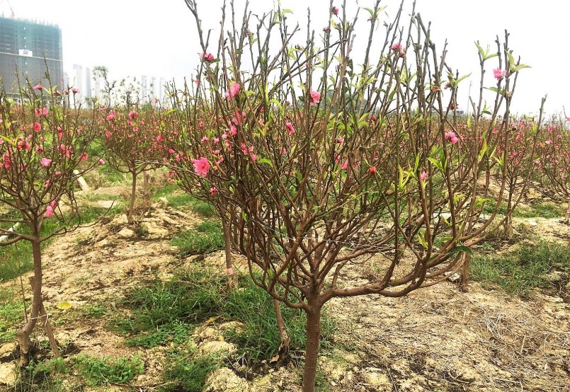 Các chất ức chế sinh trưởng, kích thích phân hóa mầm hoa trên chỉ giúp tăng tỷ lệ nụ, tăng tỷ lệ ra hoa.