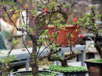 Những kỹ thuật đơn giản giúp đào nở hoa rực rỡ đúng dịp Tết