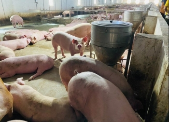 Giá heo giảm, kỳ tích nào giúp heo ăn chuối bán kỷ lục 1.259 con/ngày