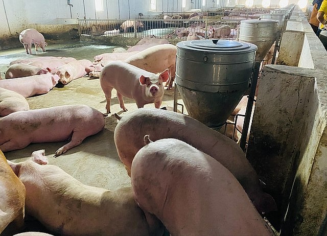 Trang trại nuôi heo ăn chuối của Tập đoàn Hoàng Anh Gia Lai.