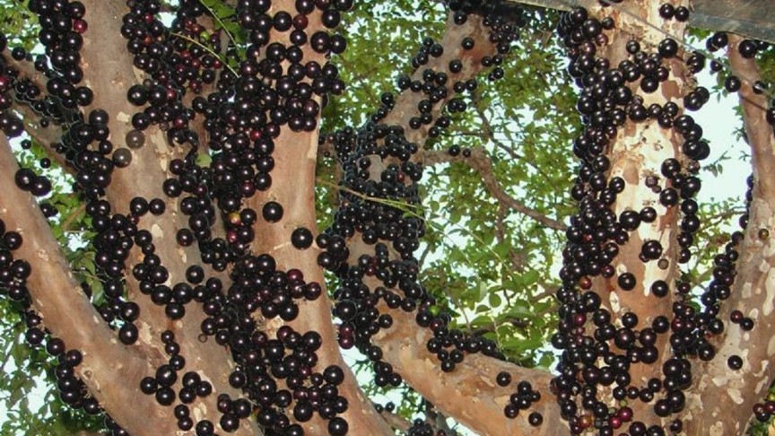 Loại quả nhìn giống trân châu đen có gì đặc biệt mà khiến tín đồ “cuồng” đến vậy?