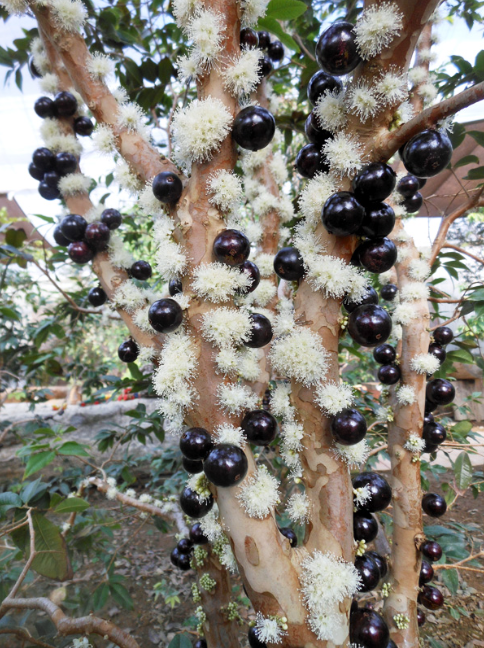 Loại quả nhìn giống trân châu đen có gì đặc biệt khiến tín đồ “cuồng” đến vậy?