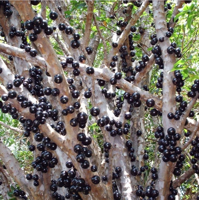 Loại quả nhìn giống trân châu đen có gì đặc biệt khiến tín đồ “cuồng” đến vậy?