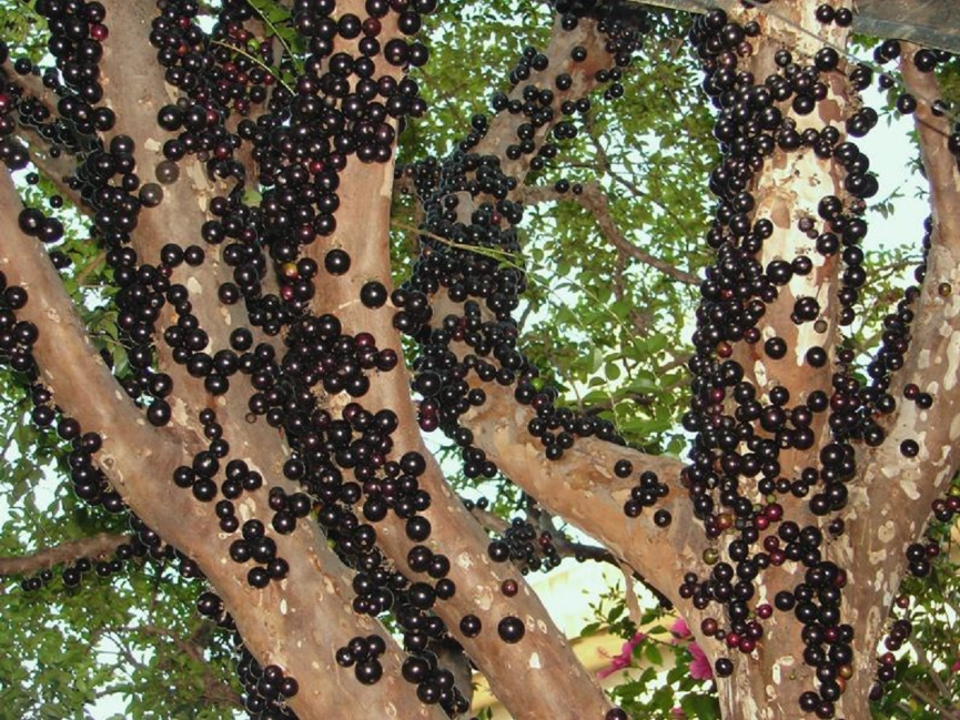 Loại quả nhìn giống trân châu đen có gì đặc biệt khiến tín đồ “cuồng” đến vậy?