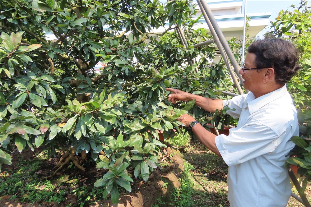 Ông Ba Tiền là người có kinh nghiệm chăm sóc mai lâu nhất làng mai vàng Phước Định