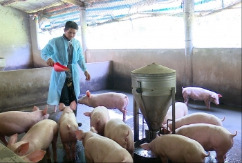 Giá heo hơi hôm nay 10/12 bất ngờ giảm mạnh, đề xuất hỗ trợ lãi suất vốn vay cho người nuôi heo