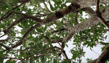 Điều gì đặc biệt ở siêu cây cảnh mộc hương tiến vua khách trả trên 2 tỷ vẫn không bán