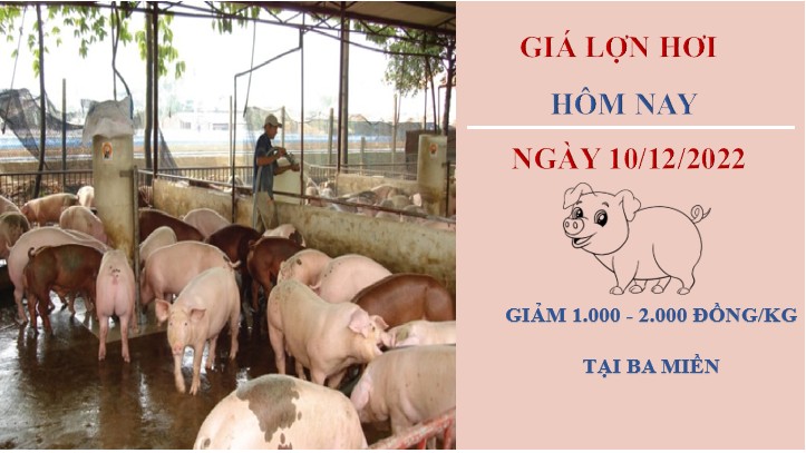 Giá heo hơi hôm nay 10/12/2022: Giảm cao nhất 2.000 đồng/kg tại miền Nam
