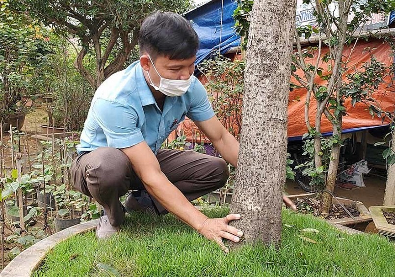 Cây mộc hương tiền tỷ của anh Trung đẹp cả dáng gốc cổ thụ tự nhiên không tì vết.