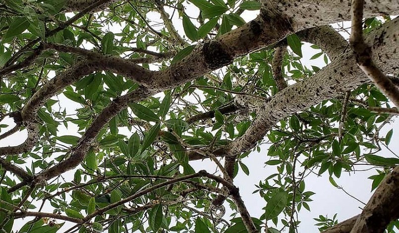 Cây mộc hương sản vật tiến vua có dáng đẹp cành uốn lượn tự nhiên.