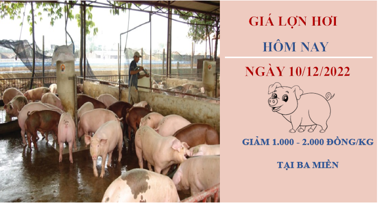 Giá heo hơi hôm nay 10/12/2022: Giảm cao nhất 2.000 đồng/kg