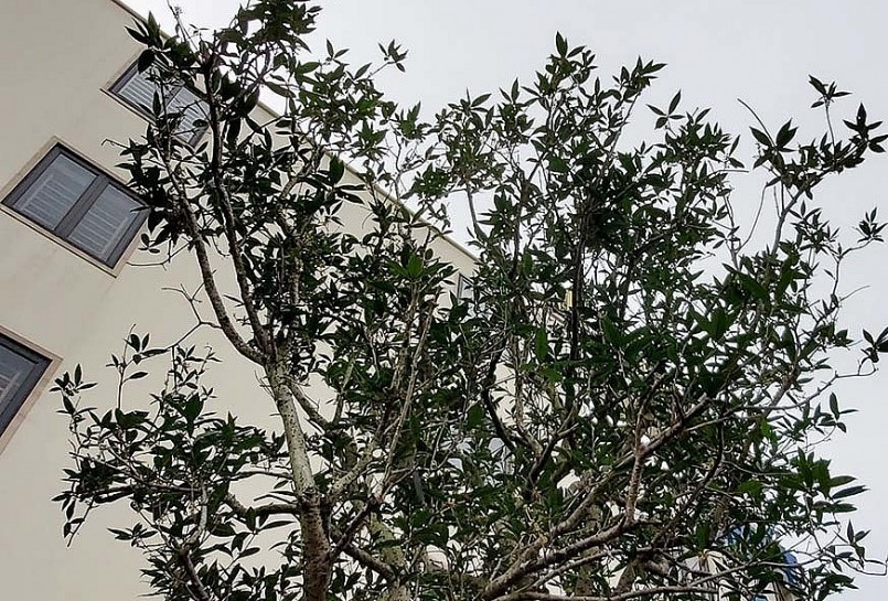 Cây cảnh mộc hương được trồng từ thời vua chúa ngày xưa.