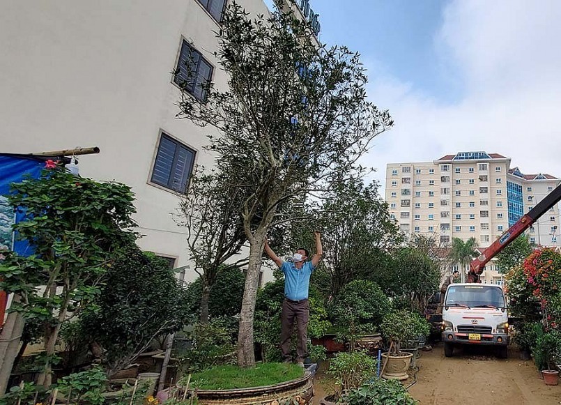 Anh Đặng Minh Trung chủ nhân cây mộc hương có dáng trực.