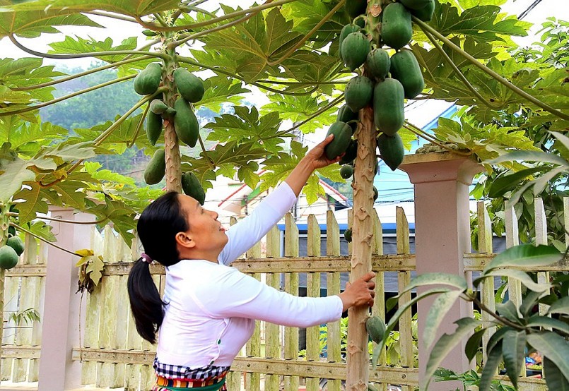 Những cây lá trong vườn cũng góp phần làm phong phú cho món rau xôi.