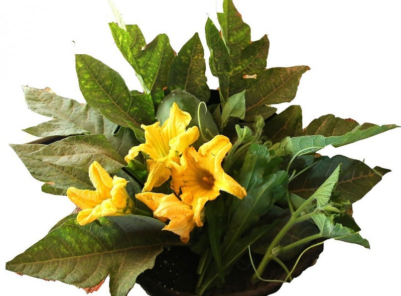 Những cây rau dại được hái trong vườn hoặc trên rừng quyện vào nhau trong món đặc sản rau xôi.