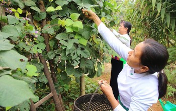 Rau dại đặc sản xứ Mường thơm lừng mâm cỗ tết vùng cao đất Tổ