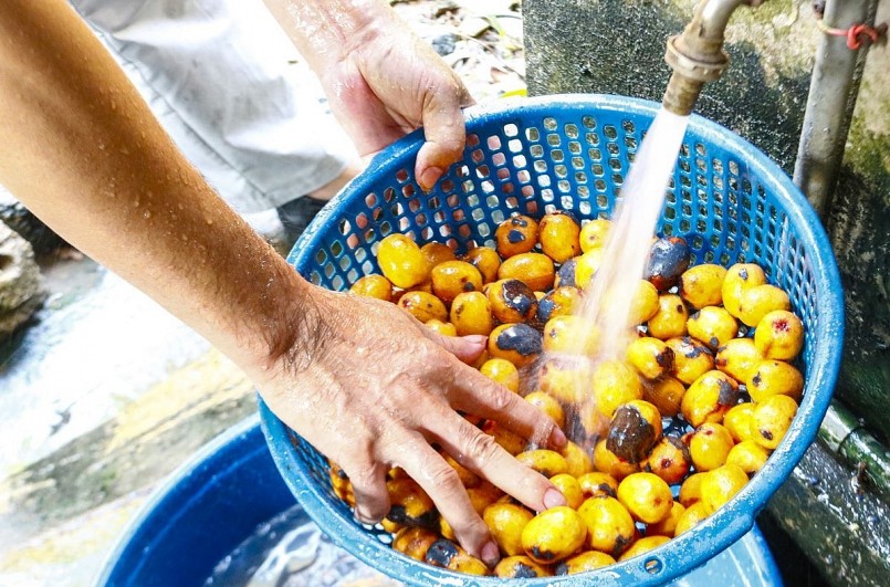 Quả cọ được rửa sạch.