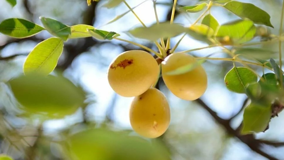 Loại quả lạ con người cứ ăn vào là say, có giá cả bạc triệu