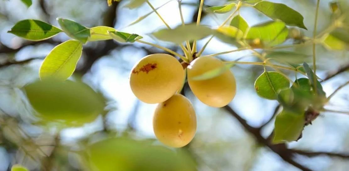 Loại quả lạ con người cứ ăn vào là say, có giá cả bạc triệu