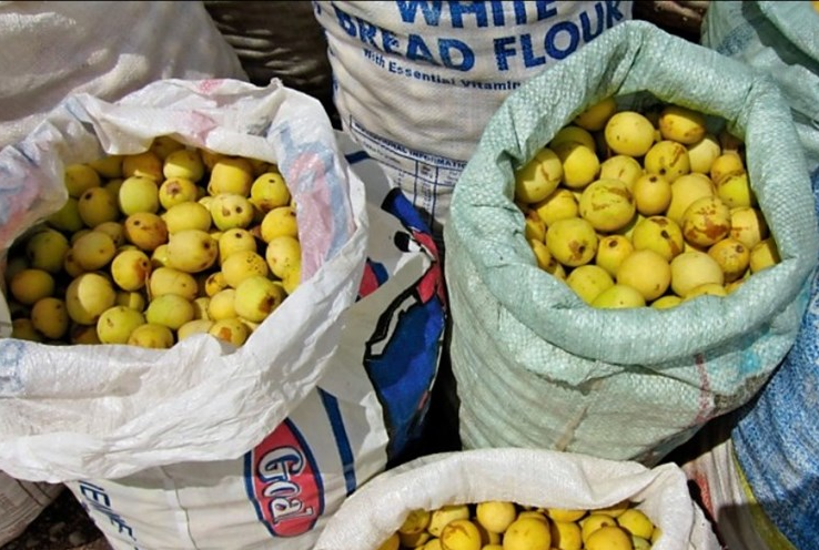 Loại quả lạ con người cứ ăn vào là say, có giá cả bạc triệu