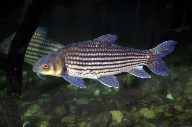 Loài cá xưa đầy không ai ăn, giờ thành đặc sản khan hiếm, được bán với giá 1.500.000 đồng/kg