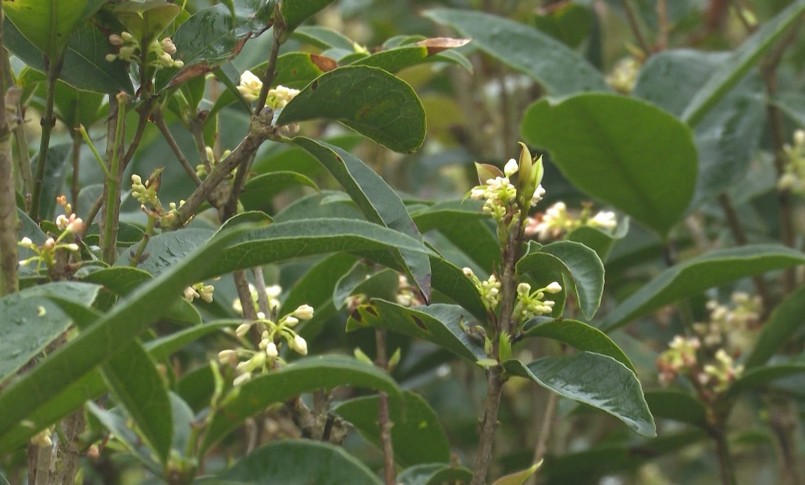 Cây mộc hương đặc sản một thời là sản vật tiến vua gần đây được những người chơi cây cảnh săn lùng, có những cây trị giá tiền tỷ. 