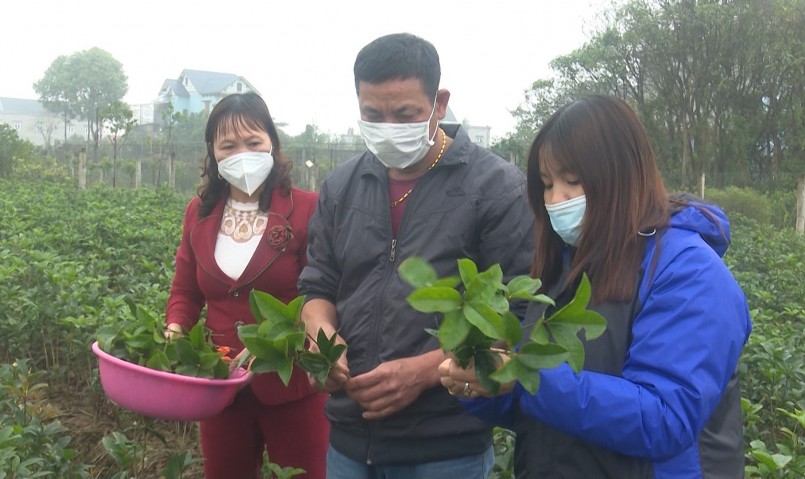Không chỉ người trồng mà người buôn cây giống, cây cảnh cũng nhanh chóng nắm bắt nhu cầu của thị trường chuyển sang cây mộc hương. 