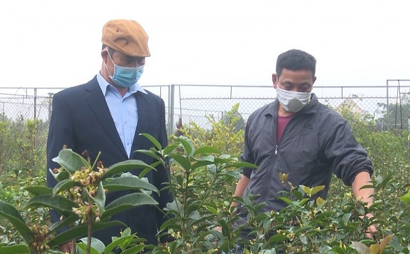 Hiện trong vườn của ông Trọng lúc nào cũng có khoảng 800 - 1.000 cây mộc hương.