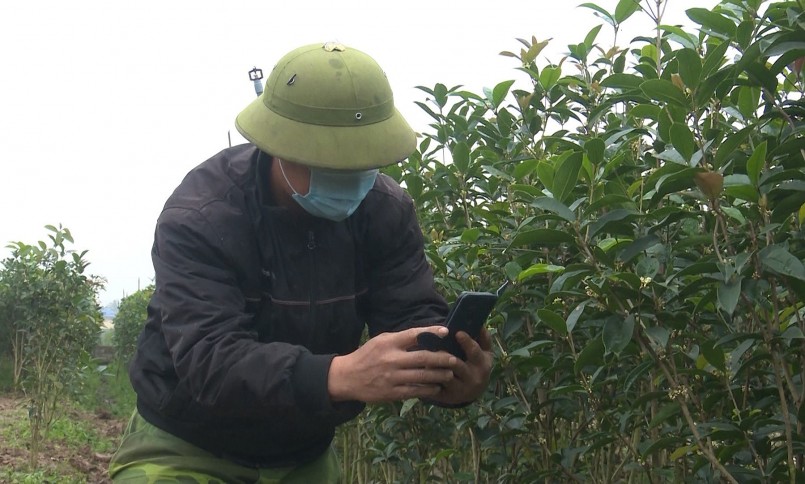 Cây mộc hương đẹp một cách rất riêng, mộc mạc, giản dị, khiêm nhường nhưng hoa của nó có hương thơm rất hấp dẫn.