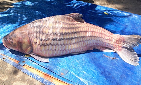 Loài cá xưa đầy không ai ăn, giờ thành đặc sản khan hiếm, được bán với giá 1.500.000 đồng/kg